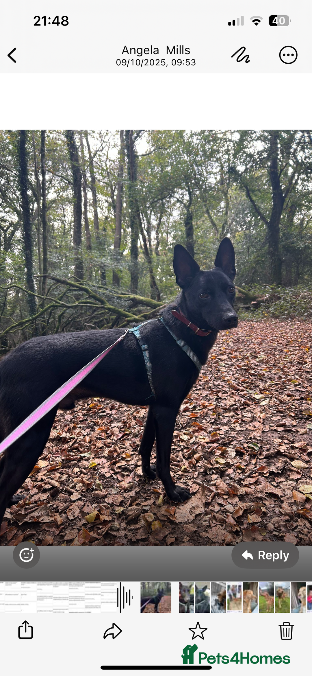 Mixed Breed dogs for adoption: Pango needs a forever home - Advert 8