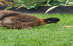 Hens poultry for sale: Egg Laying 7 Hens - Image 7