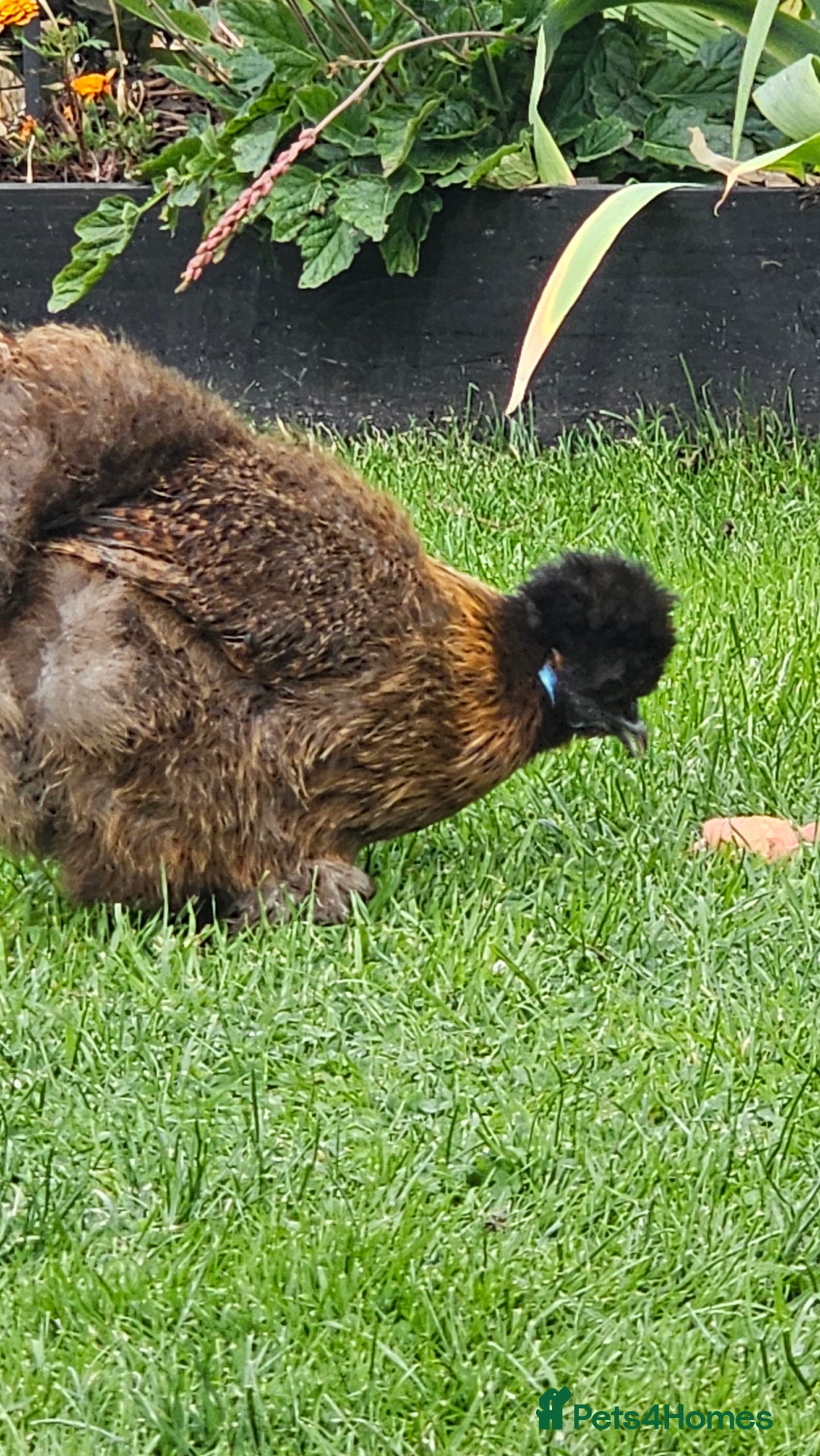 Hens poultry for sale: Egg Laying 7 Hens - Image 7