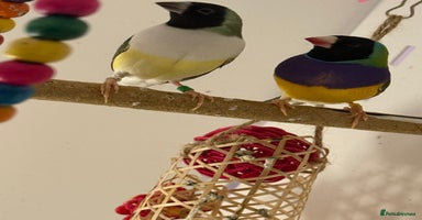 Finches birds - Advert 4