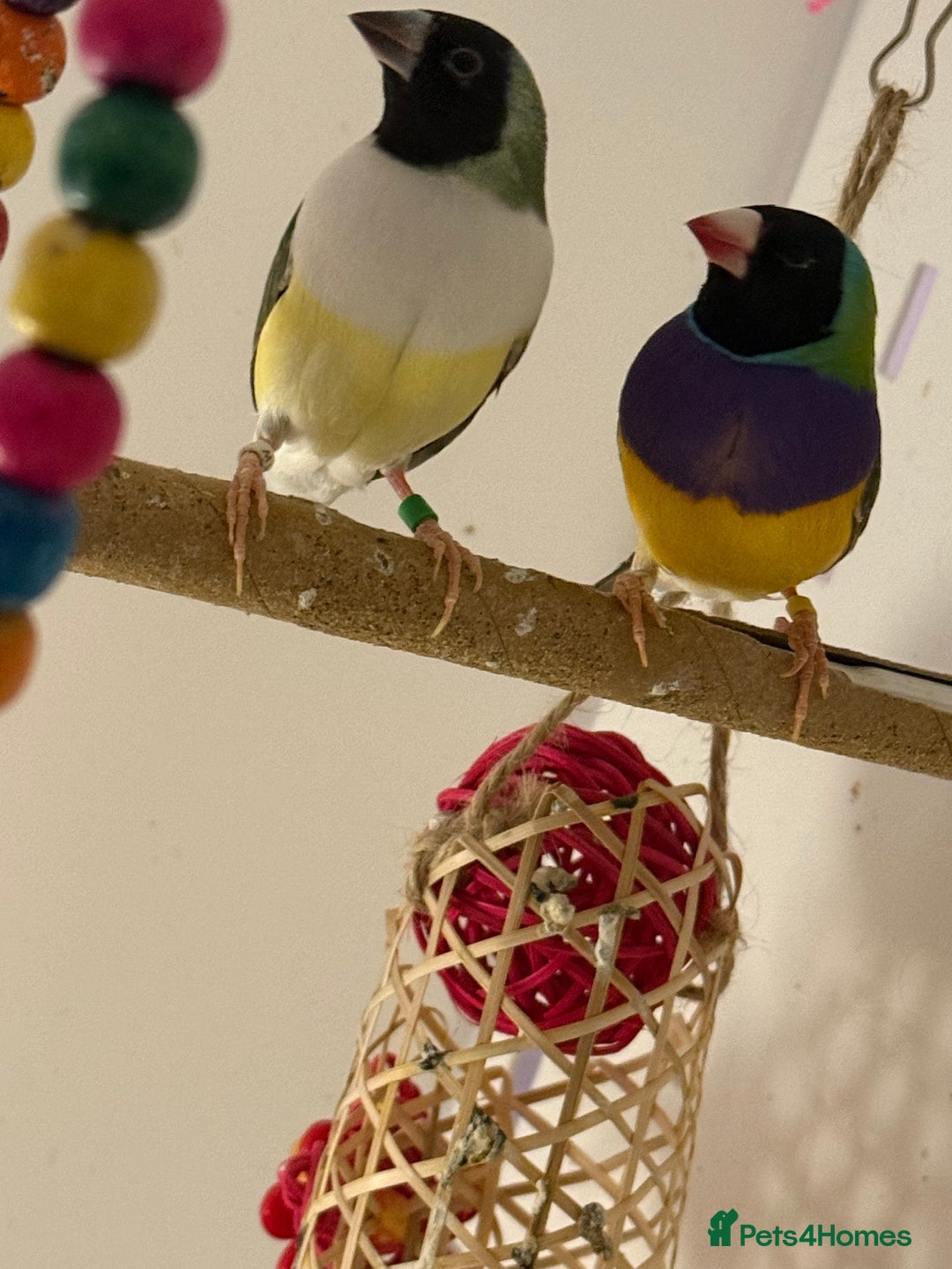 Finches birds for sale: gouildan finches available Runcorn  - Image 2