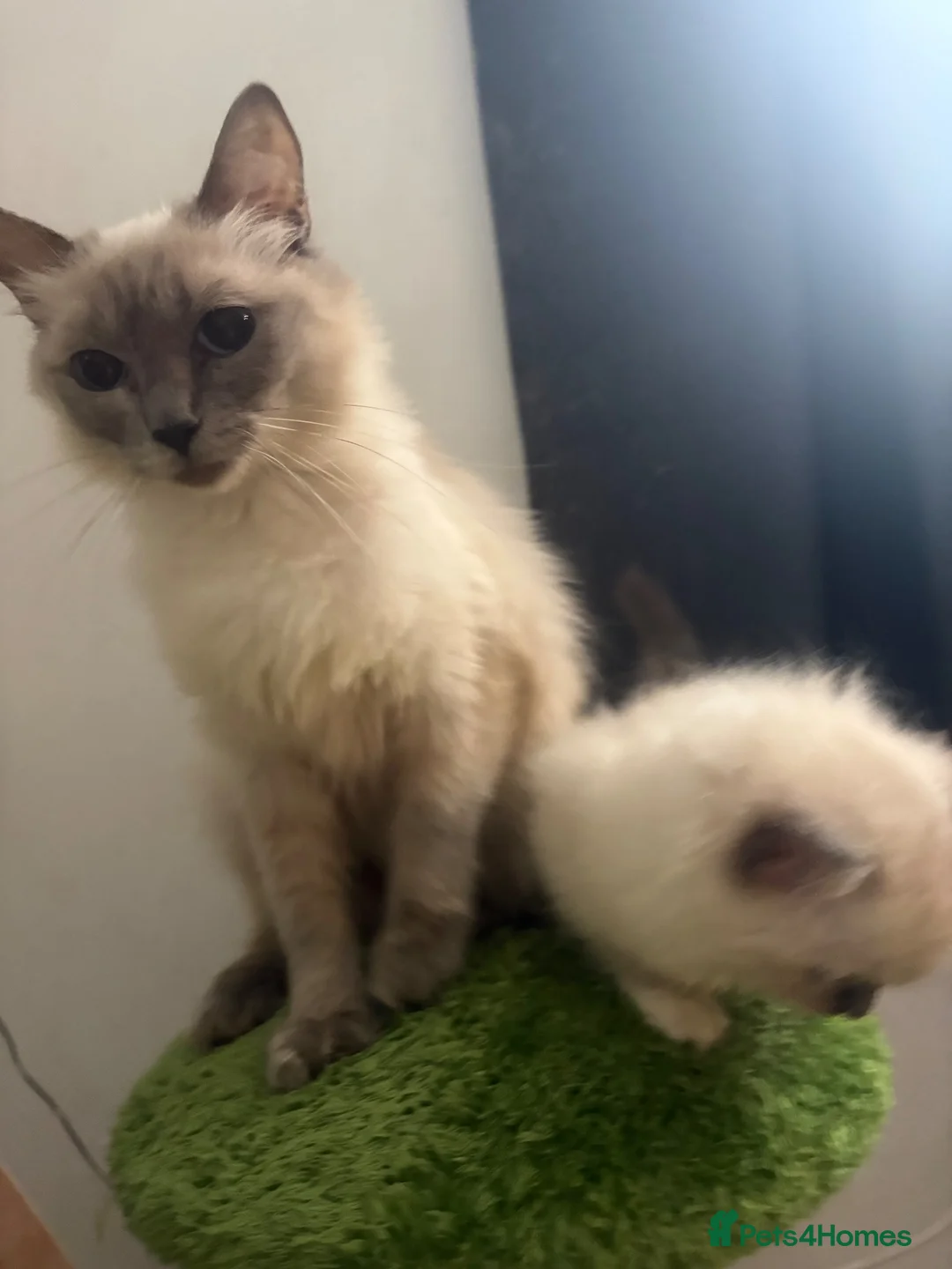 Ragdoll cats for sale: Ragdoll & ragcoon kittens - Advert 2