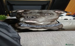 Staffordshire Bull Terrier dogs for stud: Orion available for stud - Image 3