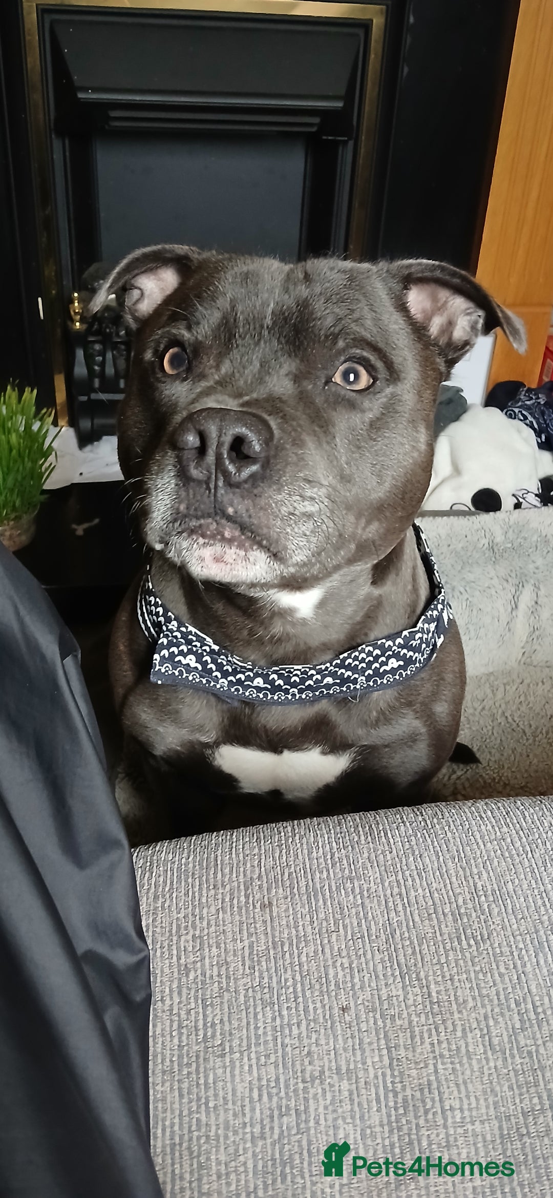 Staffordshire Bull Terrier dogs for stud: Orion available for stud - Image 3