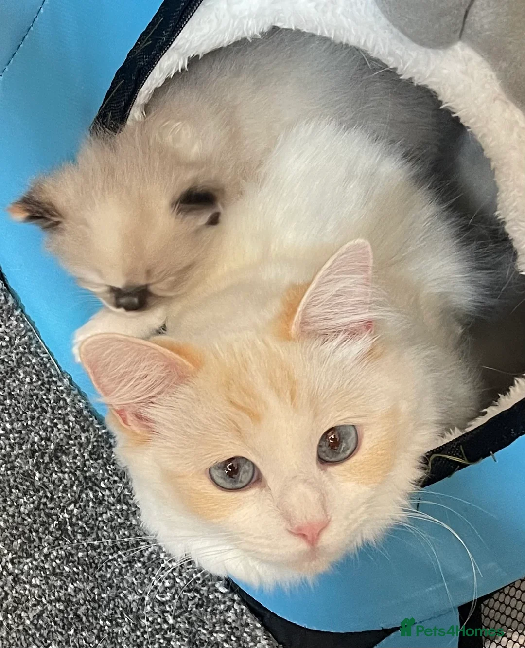 Ragdoll cats for sale: VERY RARE CREAM FLARE BICOLOUR RAGDOLL KITTEN - Advert 14