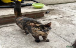 Mixed Breed cats for sale: Black and ginger female cat - Image 1
