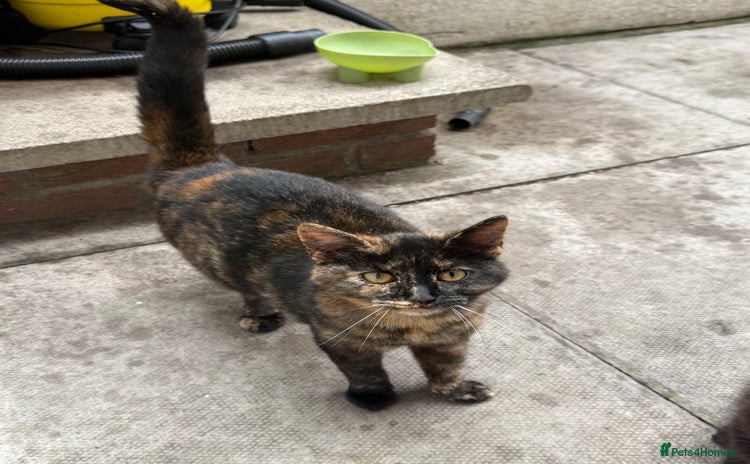 Mixed Breed cats - Advert 5