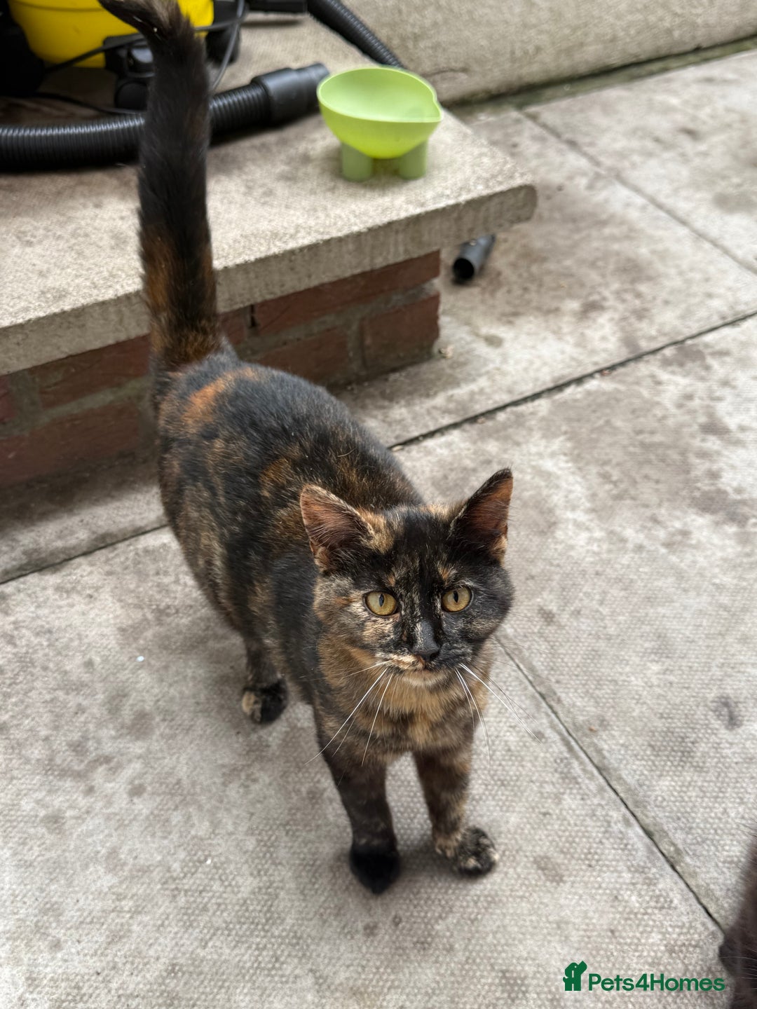Mixed Breed cats for sale: Black and ginger female cat - Image 1