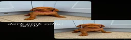 Hungarian Vizsla dogs for sale: Hungarian Vizsla Puppies KC Registered - Advert 10