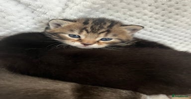 British Shorthair cats - Advert 13
