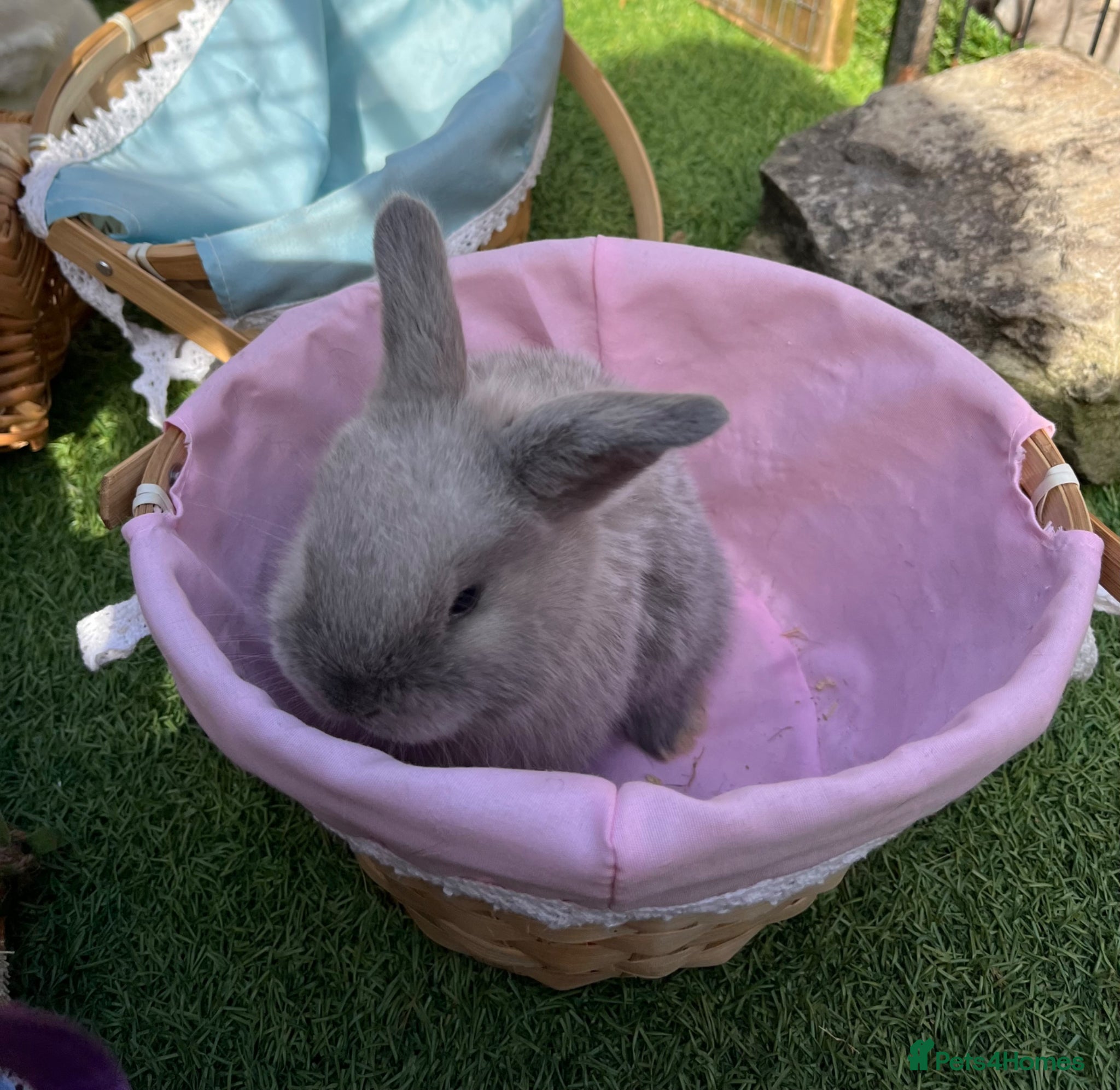 Mini Lop rabbits Late Spring babies - Advert 1