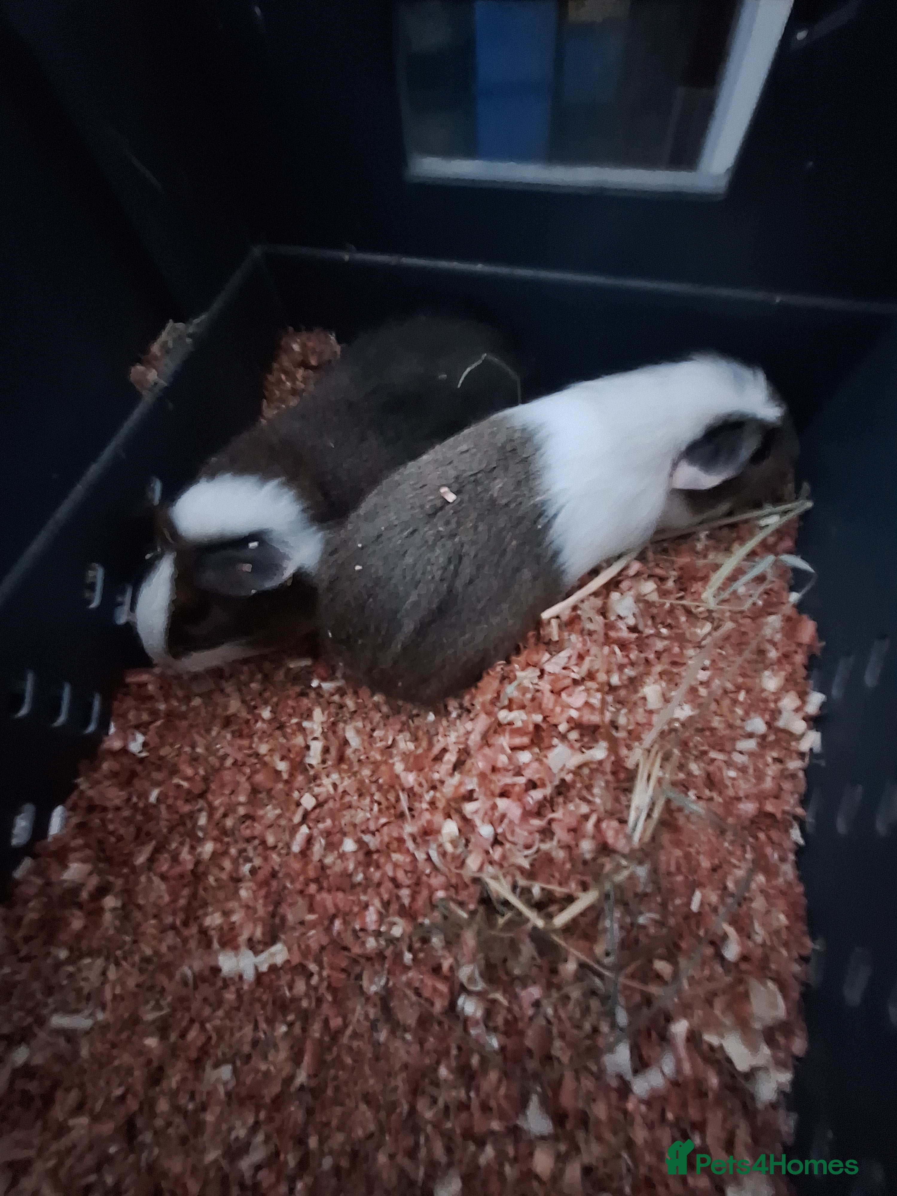 Guinea Pig rodents 6 Baby male guinea pigs for sale £40 a pair  - Advert 17