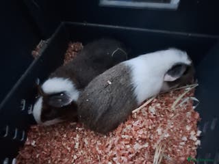 Guinea Pig rodents 4 Baby male guinea pigs for sale £40 a pair - Advert 14