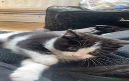 Domestic Shorthair cats for sale: 5 kittens available now  - Image 7