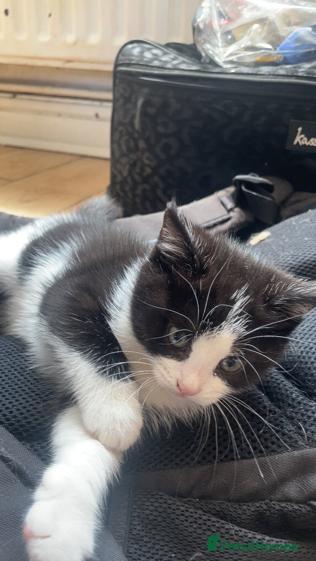 Domestic Shorthair cats for sale: 5 kittens available now  - Image 7