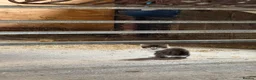 Mixed Breed cats for sale: 3 Beautiful Kittens for Sale - Advert 16