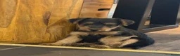 Welsh Terrier dogs for sale: Beautiful KC Registered Welsh Terrier Puppies  - Advert 5