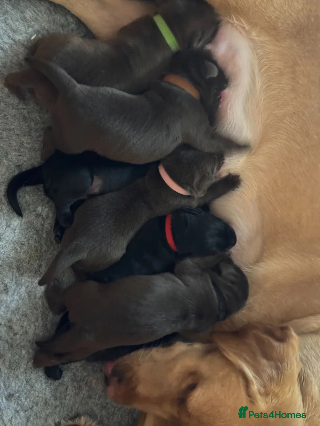 Labrador Retriever dogs for sale: Redfox cross Boxhead labrador puppies  in Bedford - Advert 1