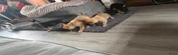 German Shepherd dogs for sale: German shepard - Advert 8