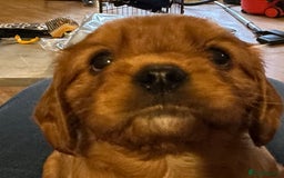 Cavalier King Charles Spaniel dogs for sale: Kc Cavalier King Charles Spaniel pups DNA tested  - Image 10