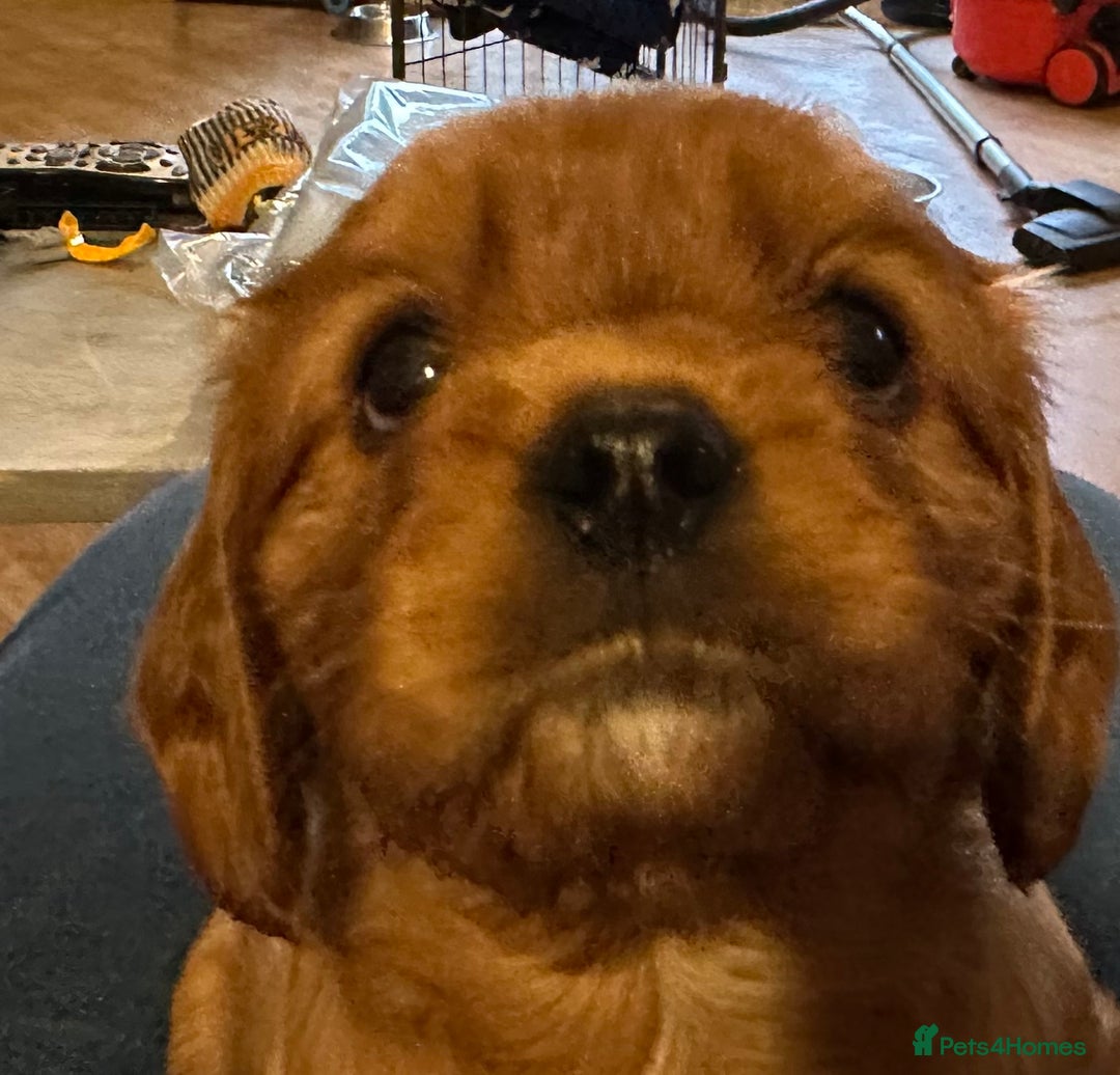 Cavalier King Charles Spaniel dogs for sale: Kc Cavalier King Charles Spaniel pups DNA tested  - Image 10