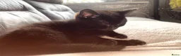Mixed Breed cats for sale: 3 kittens and Mum Cat - Advert 18