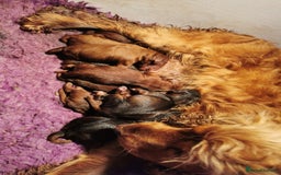 Cockapoo dogs for sale: Stunning Quality F1 Chocolate sable Cockapoo pups - Image 14