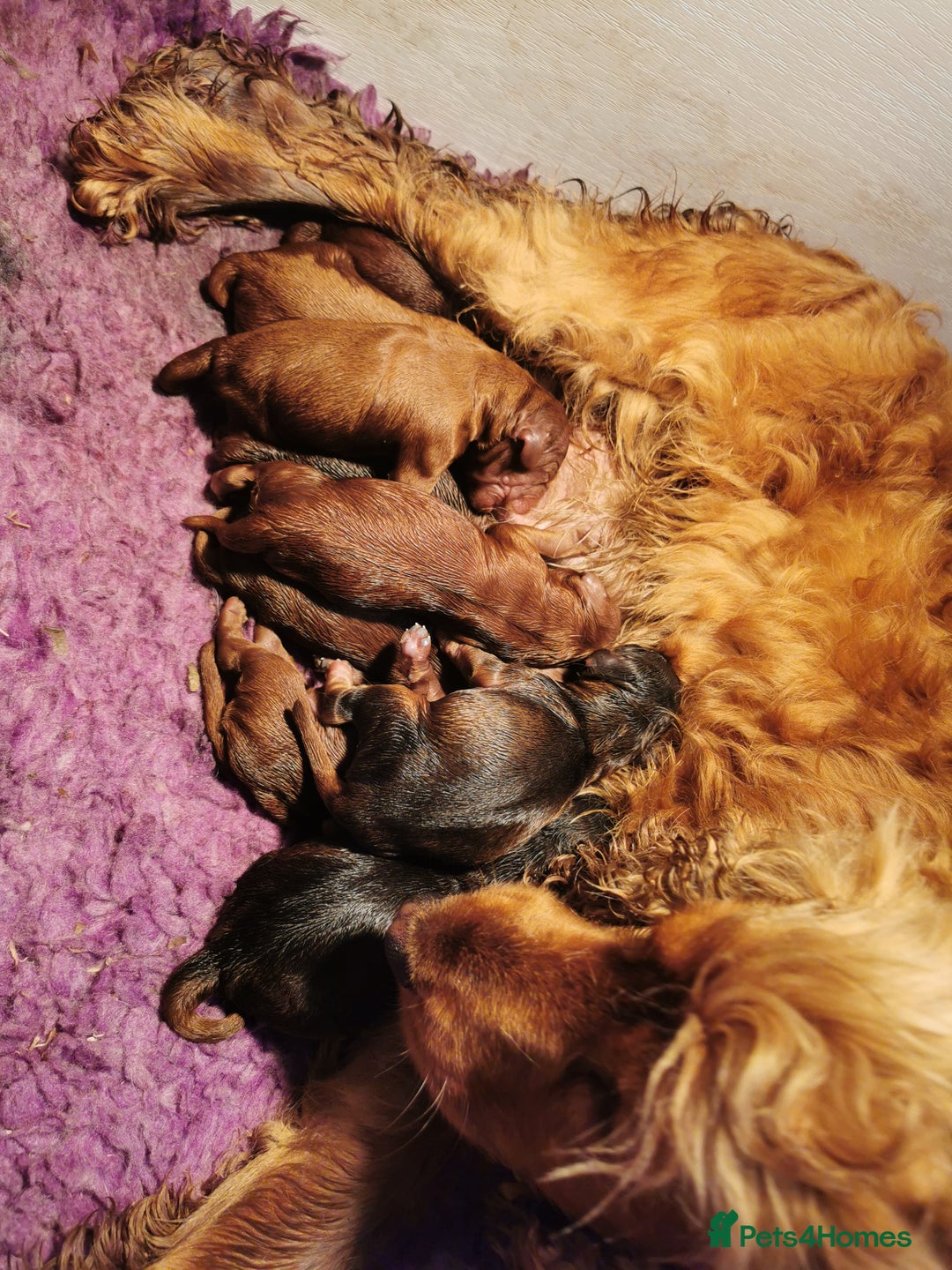 Cockapoo dogs for sale: Stunning Quality F1 Chocolate sable Cockapoo pups - Image 14