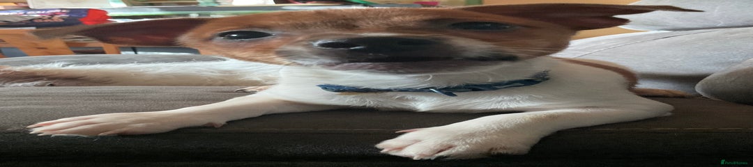 Jack Russell Puppy 1