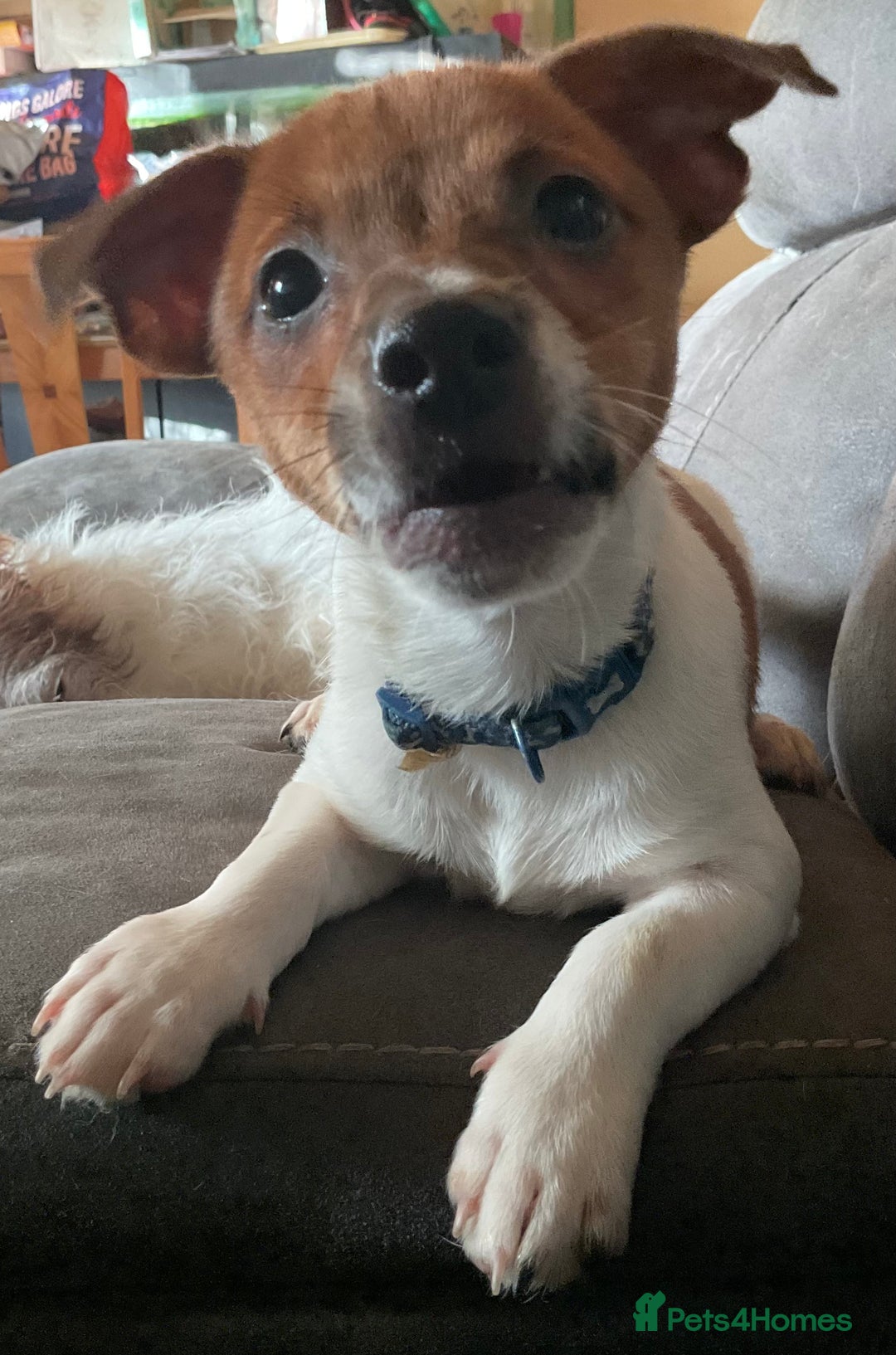 Jack Russell dogs for sale: Tiny Jack Russell - Image 4