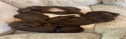 Mixed Breed dogs for sale:     Yorkipoo Spaniel cross - Advert 1