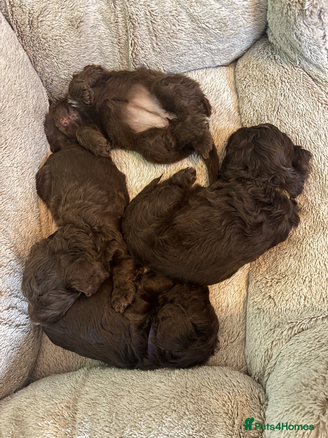 Mixed Breed dogs for sale:     Yorkipoo Spaniel cross - Advert 1