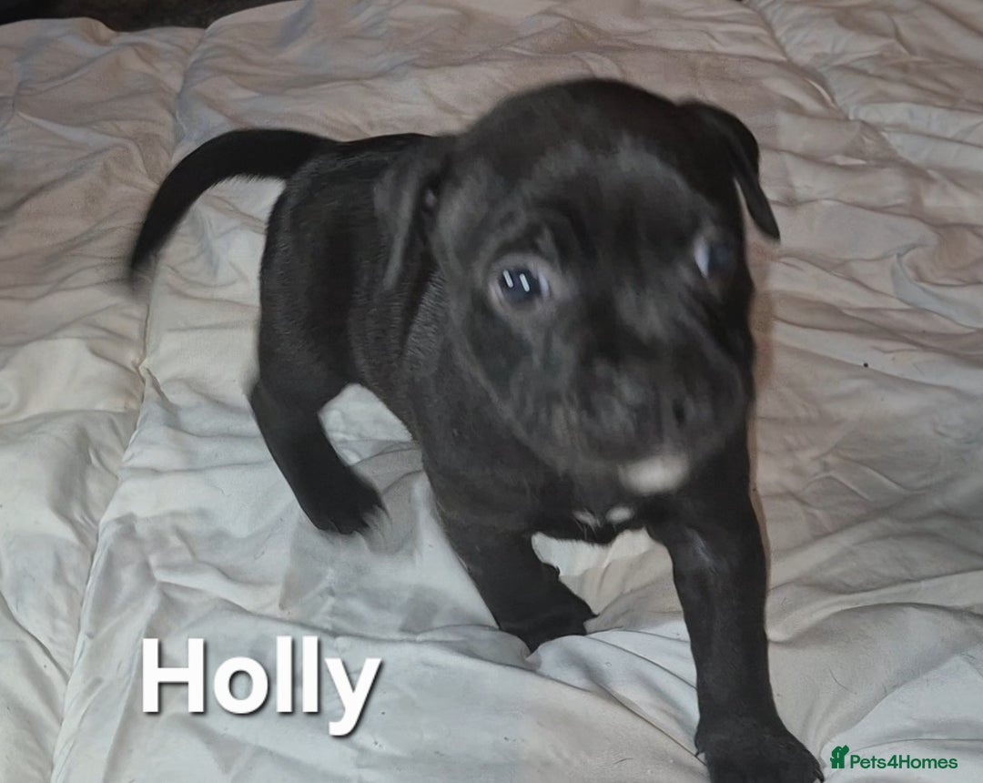 Staffordshire Bull Terrier dogs for sale: Exceptional Staffy Bull Terriers– Valglo Bloodline - Advert 31