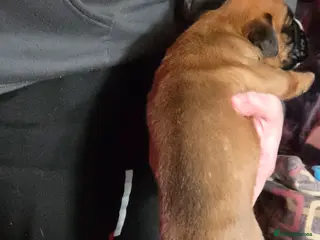 Boxer dogs Kc boxers puppies for sale - Advert 8