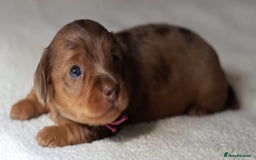 Miniature Dachshund dogs for sale: 5StarsLicensed+LongHaired+KC+PRAClear+VetChecked - Image 25