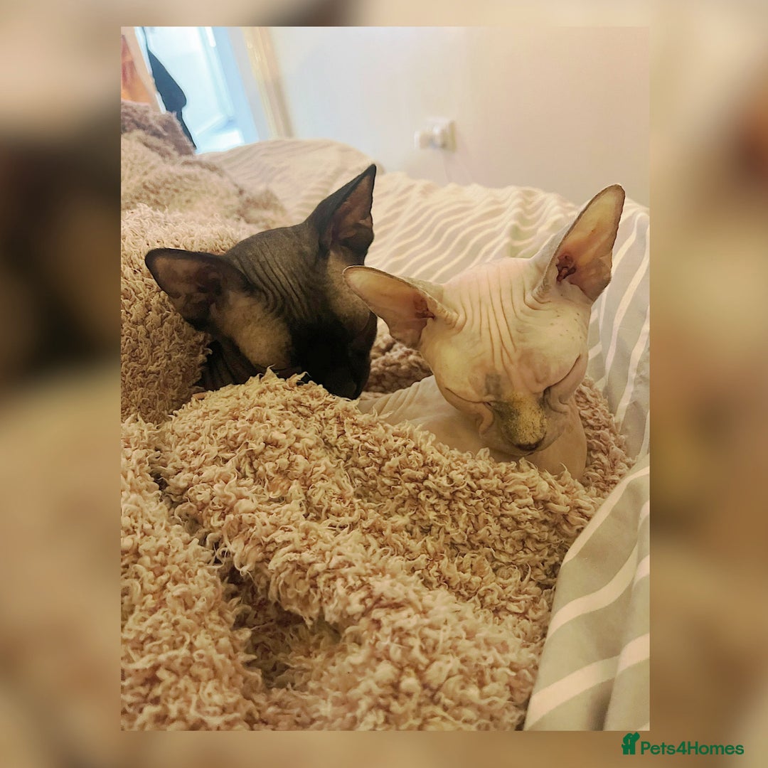 Sphynx cats for sale: 3yr old female Sphynx - Image 7