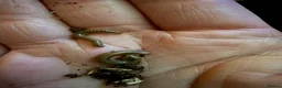 Millipedes invertebrates for sale: Bumblebee millipedes for sale  - Advert 5