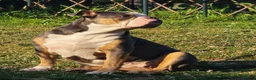 Olde English Bulldogge dogs for sale: Beautiful Lady  - Advert 8