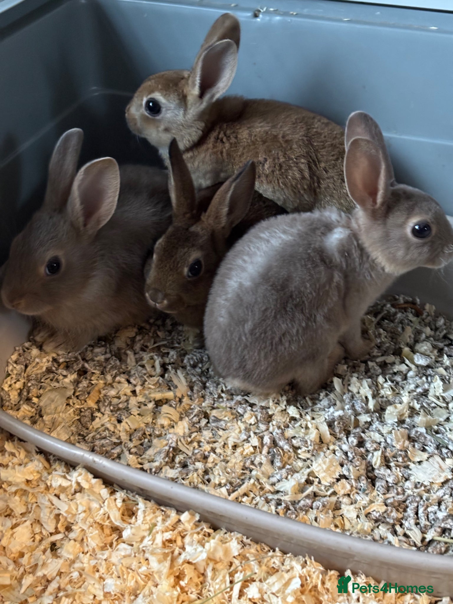 Rex rabbits for sale: Gorgeous velvet Rex babies - Advert 7