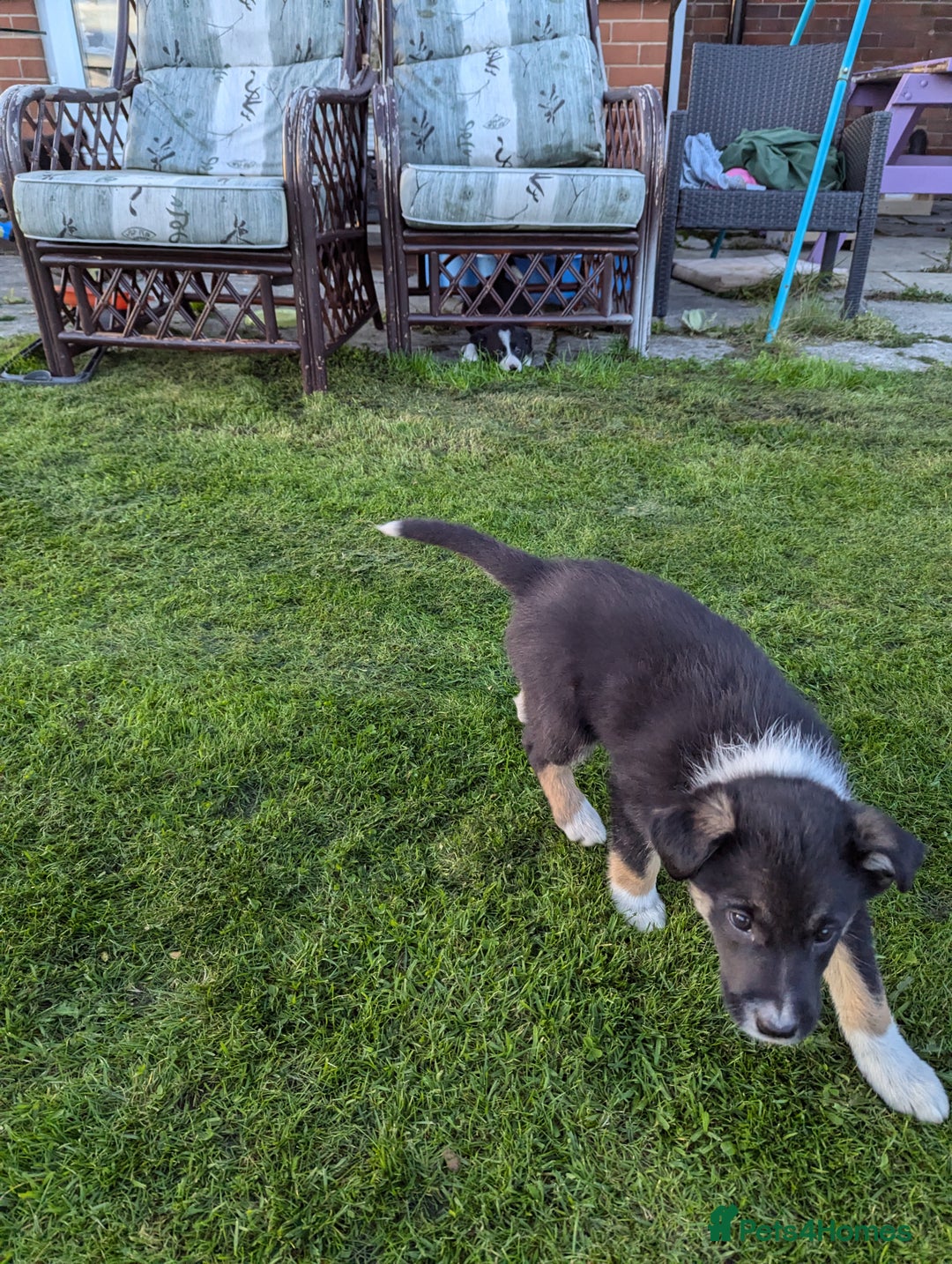 Border Collie dogs for sale: 5 Beautiful Working Border Collie Pups - Image 20