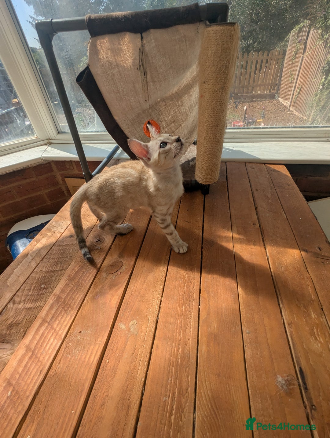 Bengal cats for sale: Bengal Kittens Purebred with Champion Lines  - Image 11