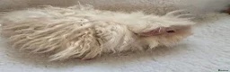 Guinea Pig rodents for sale: Young Lunkarya Boar  - Advert 4