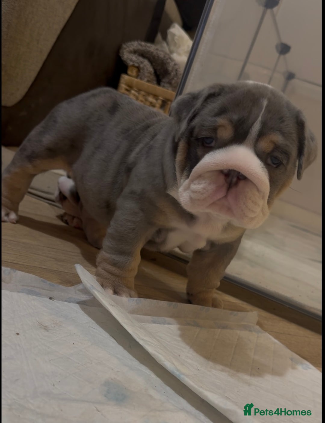 English Bulldog dogs for sale: English bulldog puppies - Advert 15