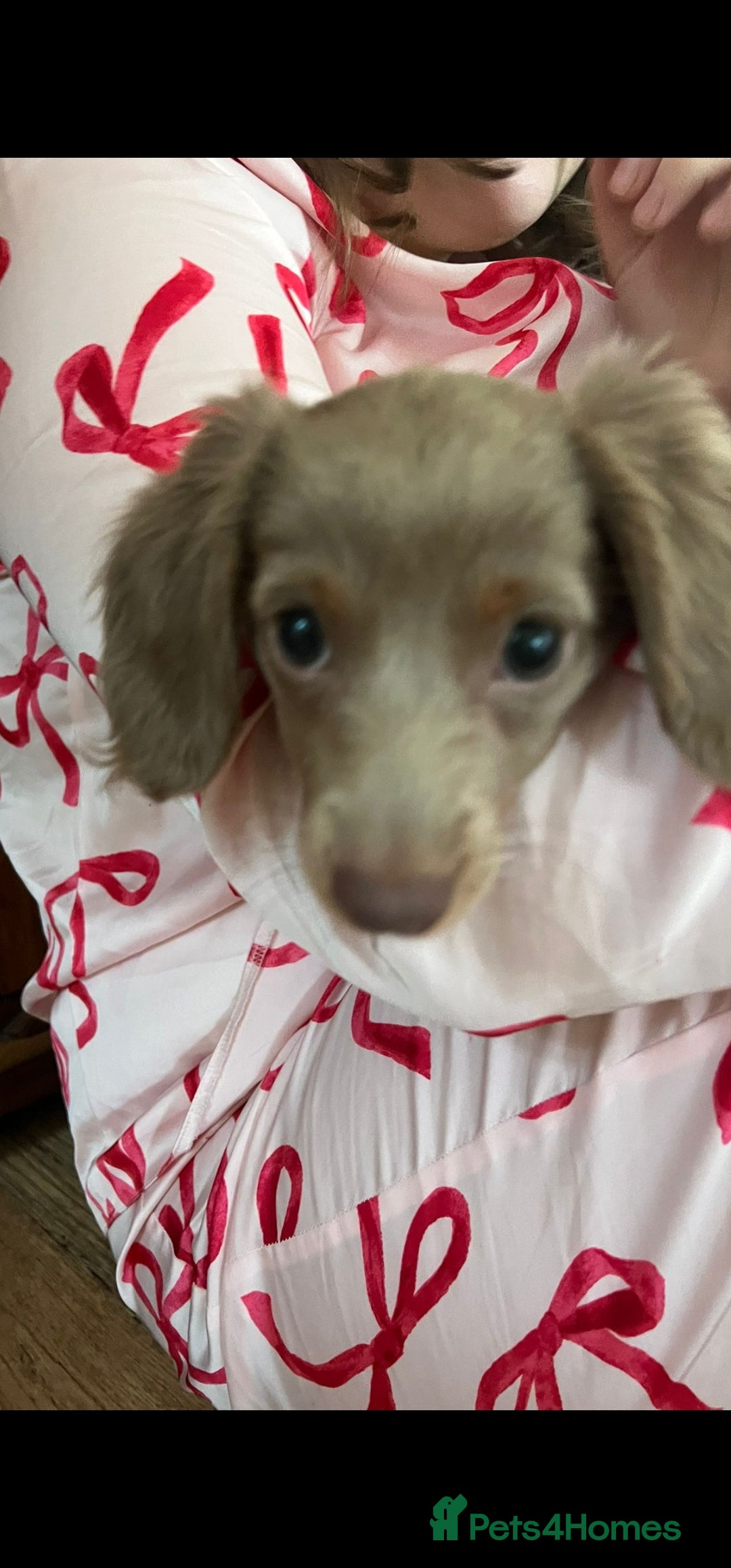 Miniature Dachshund dogs for sale: Isabella & Tan Long Haired Miniature Dachshunds - Advert 6