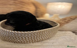 Mixed Breed dogs for sale: Cocker Sproodle Puppies ready 16/12 - Advert 19