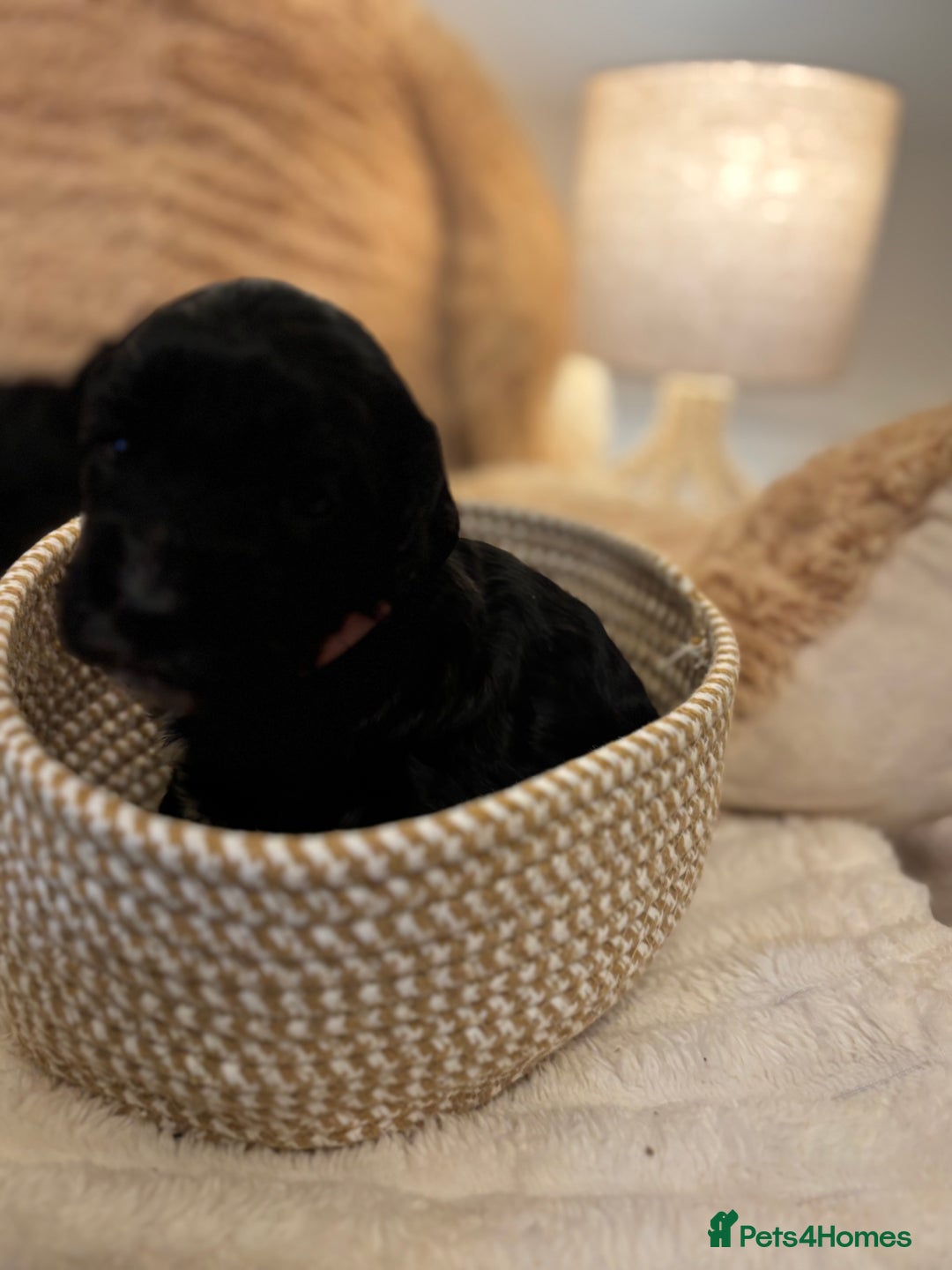 Mixed Breed dogs for sale: Cocker Sproodle Puppies ready 16/12 - Advert 19