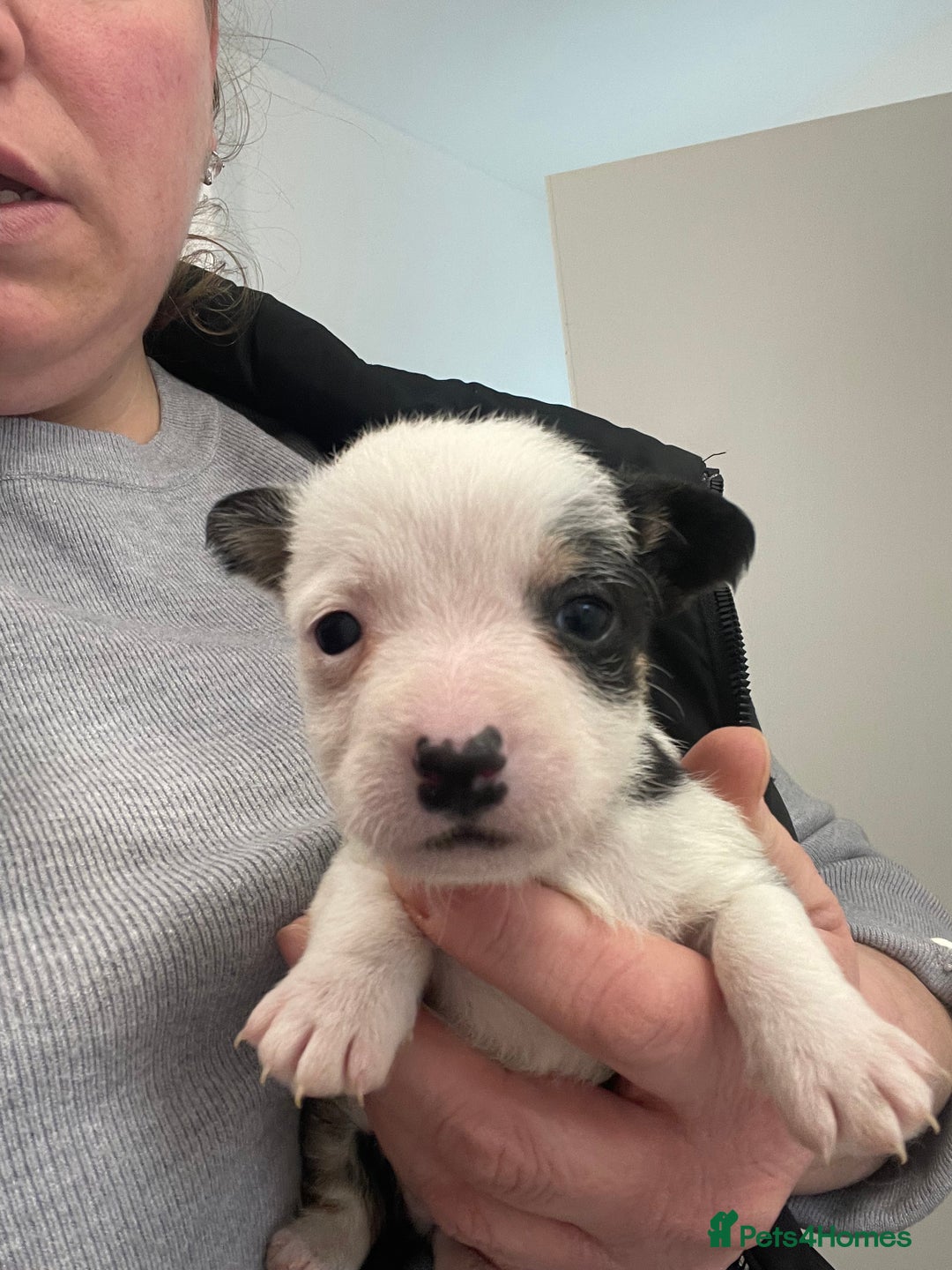 Mixed Breed dogs for sale: Yorkshire terrier/ jack Russell puppies  - Advert 3