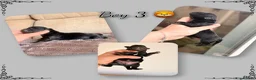Mixed Breed dogs for sale: Dachshund X Pomeranian puppies  - Advert 23