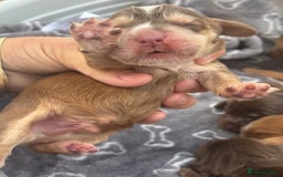 Cocker Spaniel dogs for sale: Show cocker spanials - Image 17
