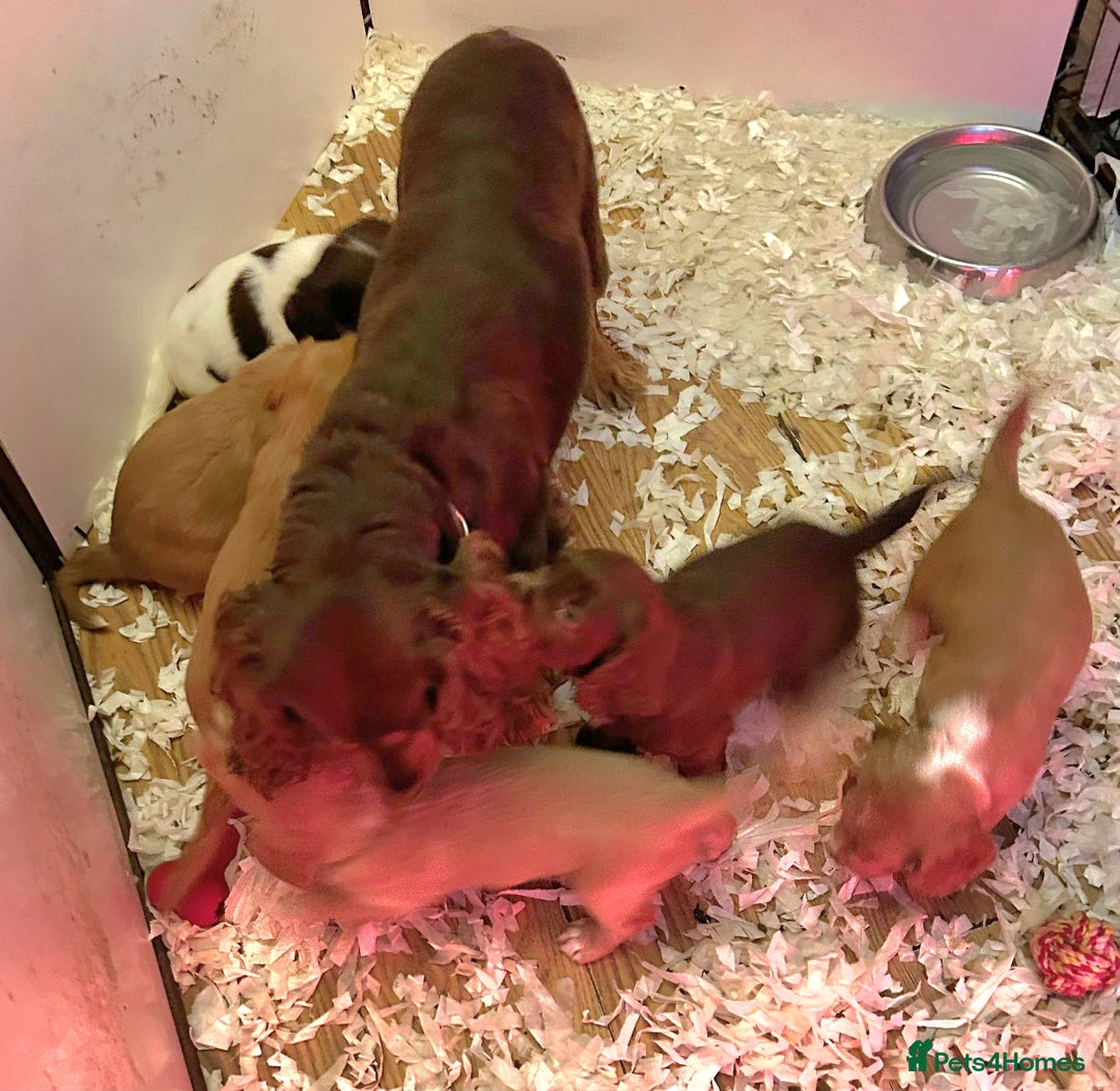 Cocker Spaniel dogs for sale: HEALTH CHECKED KC REG WORKING COCKER SPANIELS  - Advert 15